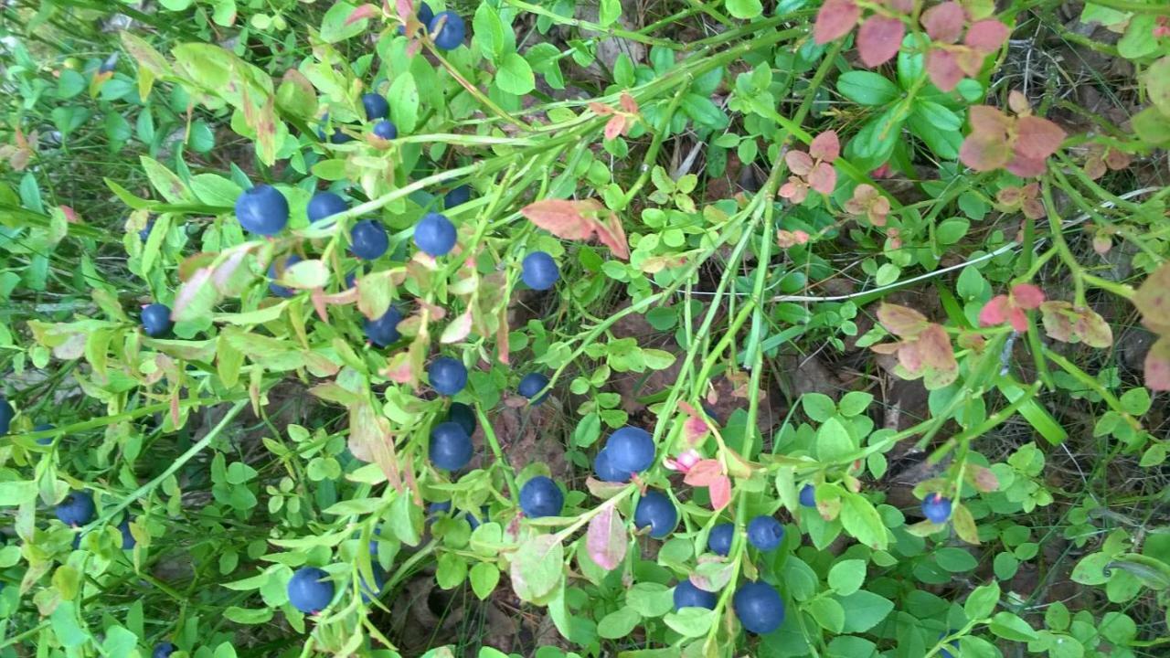 Отель Kujanpaeae | Paajoen Vuokramoekit Himos Экстерьер фото