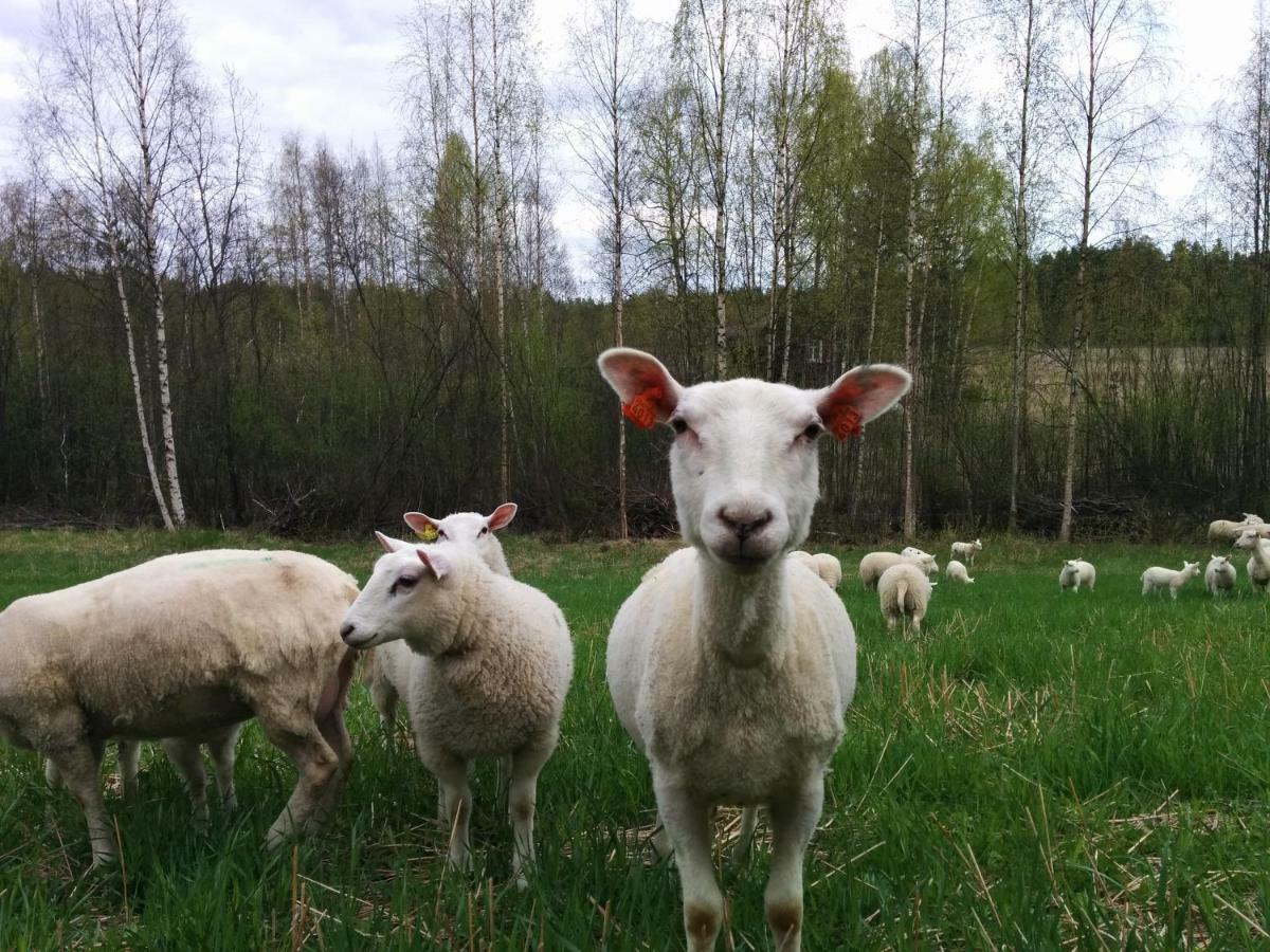 Отель Kujanpaeae | Paajoen Vuokramoekit Himos Экстерьер фото
