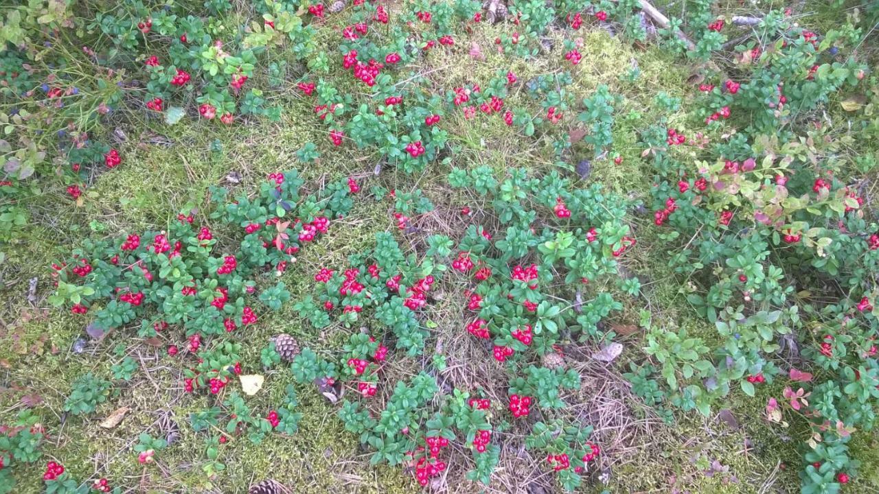 Отель Kujanpaeae | Paajoen Vuokramoekit Himos Экстерьер фото